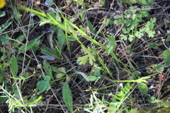Ranunculus auricomus