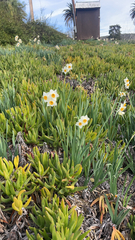 Narcissus tazetta
