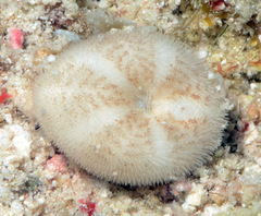 Mortonia australis