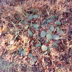 Opuntia humifusa