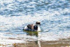 Podiceps occipitalis