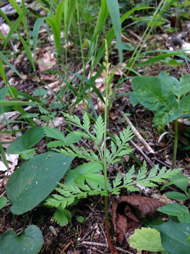 Botrychium virginianum iNat (2)