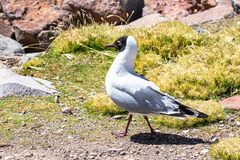 Chroicocephalus serranus