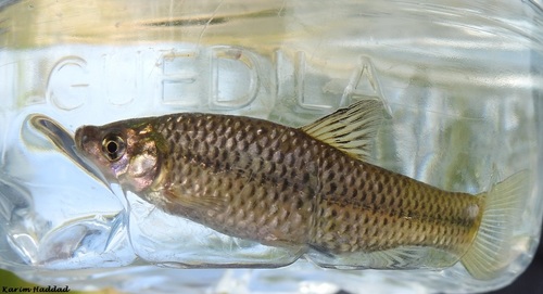Topmouth Gudgeon