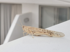 Schistocerca gregaria