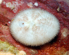 Mortonia australis image
