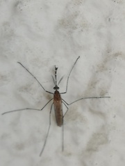Culiseta longiareolata