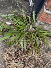 Paspalum langei