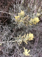 Castilleja hololeuca