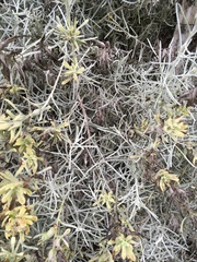 Castilleja hololeuca