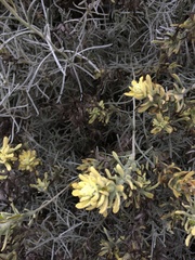 Castilleja hololeuca