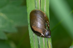 Succineidae
