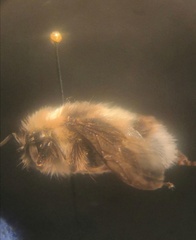 Bombus lucorum