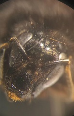 Bombus ruderarius