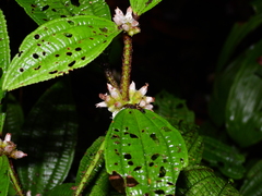 Miconia conglomerata