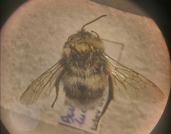 Bombus lucorum