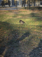 Passer domesticus