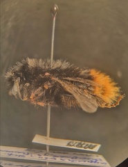 Bombus ruderarius