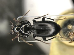 Pterostichus stygicus