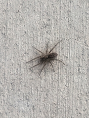 Arctosa