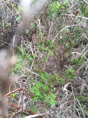 Ericameria ericoides