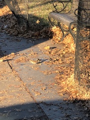 Passer domesticus