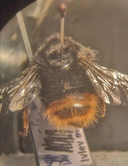 Bombus ruderarius
