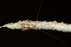 Nemophora degeerella
