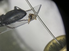 Pterostichus stygicus