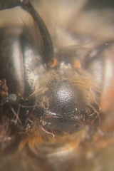 Bombus lucorum