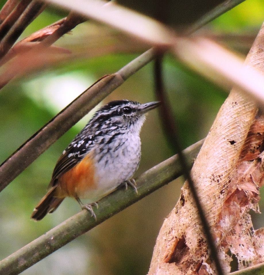 Peruvian Warbling-Antbird photo