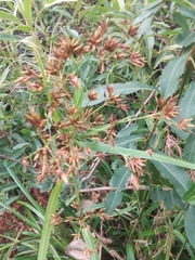 Rhynchospora corymbosa