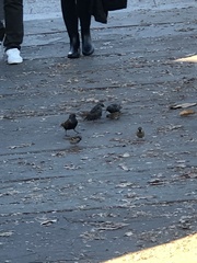 Sturnus vulgaris