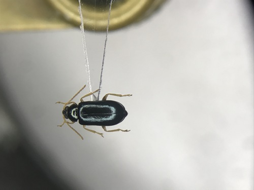 Scelolyperus meracus