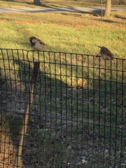 Passer domesticus