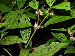 Miconia conglomerata