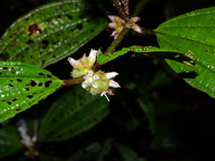 Miconia conglomerata