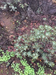 Eriogonum arborescens