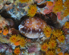 Lyncina vitellus