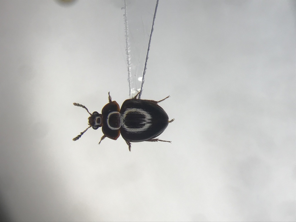 Anisotoma geminata