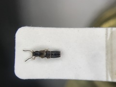 Philhygra
