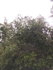Quercus pacifica
