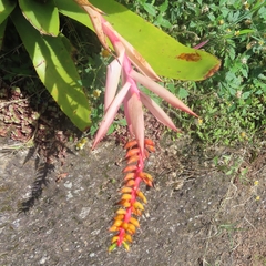 Aechmea nudicaulis
