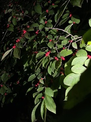 Ilex ambigua