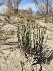 Porophyllum scoparium