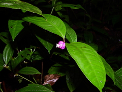 Palicourea apoda