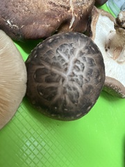 Tricholoma caligatum