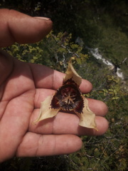 Tigridia illecebrosa