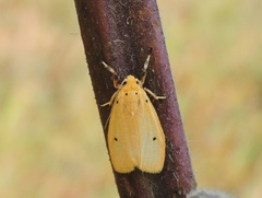 Miltochrista calamaria