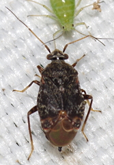 Charagochilus